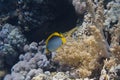 Blackbacked Butterflyfish in Red Sea Royalty Free Stock Photo