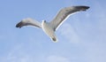 Blackbacked Gull bird flying over a blue sky.