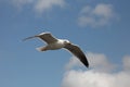 Blackbacked gull, soreing.