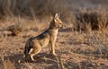 Blackbacked-jackal cup