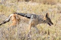 Blackbacked Jackal in Etosha National Park