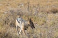 Blackbacked Jackal in Etosha National Park