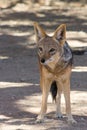 Blackbacked Jackal