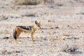 Blackbacked Jackal