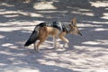 Blackbacked Jackal.