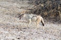 Blackbacked Jackal