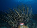 Blackbar soldierfish fish in Porous Sea Rod