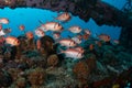 Blackbar Soldierfish hide on wreck on the reefs off St Martin, Dutch Caribbean Royalty Free Stock Photo
