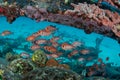 Blackbar Soldierfish hide on wreck on the reefs off St Martin, Dutch Caribbean Royalty Free Stock Photo