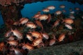 Blackbar Soldierfish hide on wreck on the reefs off St Martin, Dutch Caribbean Royalty Free Stock Photo