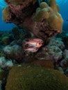 Blackbar soldierfish, Myripristis jacobus, Bonaire. Caribbean Diving holiday