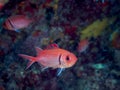 Blackbar soldierfish, Myripristis jacobus. CuraÃÂ§ao, Lesser Antilles, Caribbean Royalty Free Stock Photo