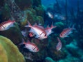 Blackbar soldierfish, Myripristis jacobus. CuraÃÂ§ao, Lesser Antilles, Caribbean