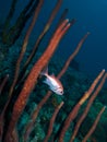 Blackbar Soldierfish