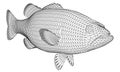 Black bass fish polygonal lines illustration.