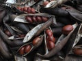 Blackbean tree Castanospermum australe seeds Royalty Free Stock Photo