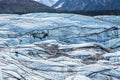 Blackbear lost along the broken ice of the Matanuska Glacier in Alaska