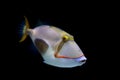 Blackbelly triggerfish Royalty Free Stock Photo