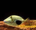 Blackbelly Triggerfish, rhinecanthus verrucosus Royalty Free Stock Photo