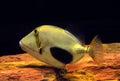Blackbelly Triggerfish, rhinecanthus verrucosus Royalty Free Stock Photo