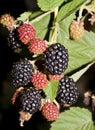 Blackberries