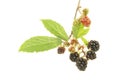 Blackberries Royalty Free Stock Photo