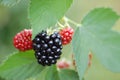 Blackberries