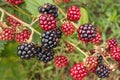 Blackberries