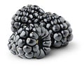 Isolated blackberries Royalty Free Stock Photo