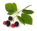 Blackberries