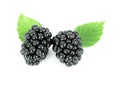 Blackberries Royalty Free Stock Photo