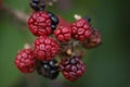 Blackberries Royalty Free Stock Photo