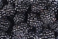 Blackberries background. Background of blackberry fruit. Texture of blackberry.. Macro shot fresh juicy blackberry pattern Royalty Free Stock Photo