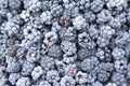 Blackberries background, ripened tasty fruits