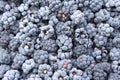 Blackberries background, ripened tasty fruits