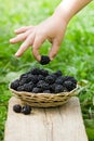 Blackberries in the basket