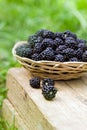 Blackberries in the basket