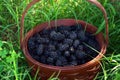 Blackberries in a basket Royalty Free Stock Photo