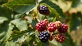 Blackberries begin to ripen