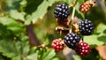 Blackberries begin to ripen