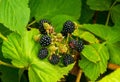 blackberries black and green berries on a green bush