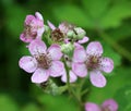 Blackberries are blooming in the orchard Royalty Free Stock Photo
