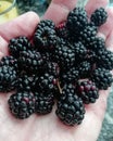 blackberries brambles ripening in the sun. Royalty Free Stock Photo