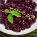 Blackberries, brambles