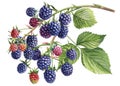 Blackberries, branch, berries and leaves isolated white background. Watercolor botanical illustration Royalty Free Stock Photo