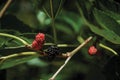 Blackberries on a branch in a farm Royalty Free Stock Photo