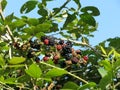 Blackberries bunch