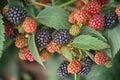 Blackberries on a bush