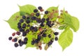 Blackberries bush concept