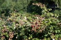 Blackberries on the bush. Fresh organic Black raspberry Rubus occidentalis Royalty Free Stock Photo